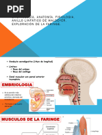 Anatomia