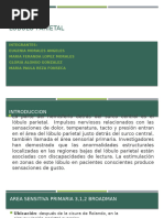 Lóbulo Parietal Final