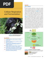 Chapter 9 - Cellular Respiration and Fermentation