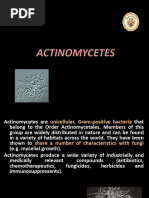 Actinomycetes