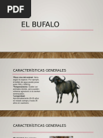 El Bufalo