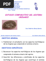 Sistemaurinariocomparado