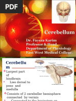 Cerebellum by Dr. Fayeza