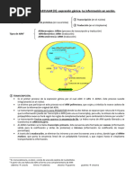 Tema 4 Fundamentos de Psicobiología I UCM