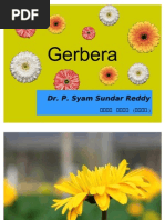 Gerbera