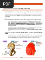 Anatomía Miembro Inferior