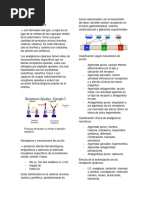 Resumen PPT 3 Analgésicos