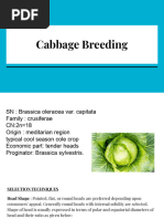 Cabbage Breeding