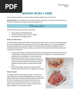 Anatomia. Diafragma Pelvico y Perine SGR