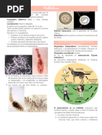 Resumen de Hidatidosis, Cisticercosis y Coenurosis