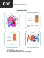 Resumo Sistema Cardiovascular PDF