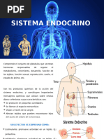 Sistema Endocrino 1