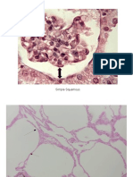 Histology Slides