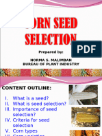 Corn Seed Selection