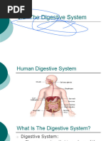 3.3 - Digestive System B