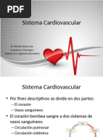 Sistema Cardiovascular