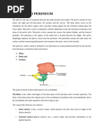 Pelvis and Perineum