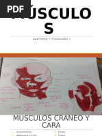 MÚSCULOS