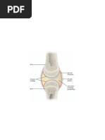 Synovial Joints