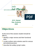 Brachial Plexus 2023