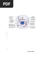 Structure of The Cell