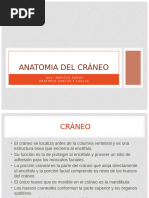 Anatomia Cabeza y Cuello 1