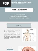 Sistema Endocrino