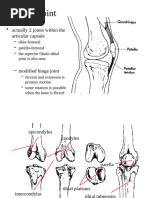 Knee Lecture