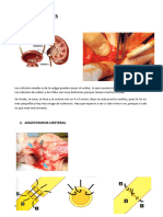 B6 Cavidad Abdominal Riñones 2