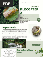 PLECOPTERA Entomología 