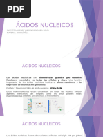 Ã Cidos Nucleicos