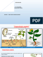 ORGANOLOGÍA VEGETAL 1ero y 2do - Valiente ZPT