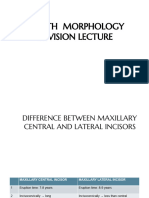 Tooth Morphology Differences