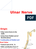 Ulnar Nerve 20.11.24