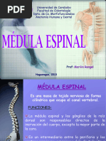 Médula Espinal 2013