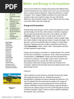 Flow of Matter and Energy in Ecosystems