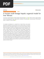 A Human Multi-Lineage Hepatic Organoid Model For Liver Brosis