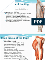 Femoral Triangle