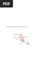 Power Lab Exercise - Breathing 