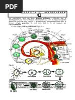 LEÇON N°24  G E S T A T I O N ET ACCOUCHEMENT
