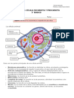 GUIA 11 CIENCIAS 5° CELULA EUCARIOTA Y PROCARIOTA LUNES 29 DE JULIO