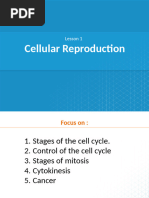 Lesson 1 Mitosis DM