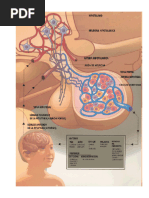 SISTEMA ENDOCRINO 2022 KINESIOLOGIA