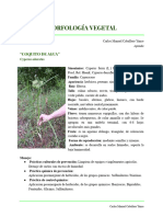 Morfologia vegetal 