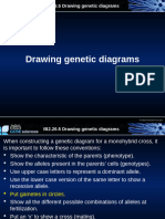 Drawing a genetic diagram guide