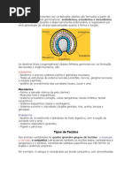 Todos Os Tecidos Presentes Nos Vertebra Dos Adultos São Formados A Partir de Três Tipos de Folhetos Germinativos