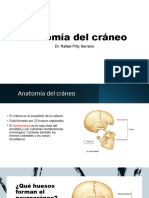 Anatomía Del Cráneo