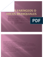 Arcos Faringeos o Arcos Branquiales Maria Cordoba Lopez