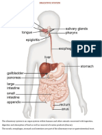 2.1.0 Digestive System