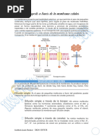3-Transporte a través de la membrana celular